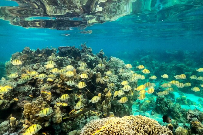 Sea Scooter Snorkel Tour - Guided Ocean Safari Reef and Lagoon Adventure - The Sum Up