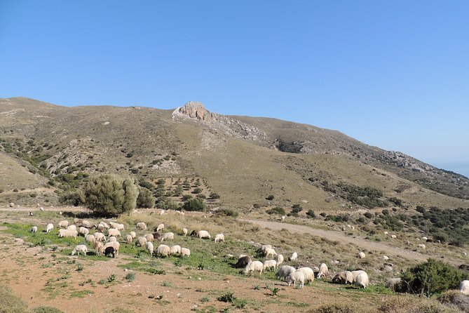 Secrets of the Southern Crete Safari Tour - Common Questions