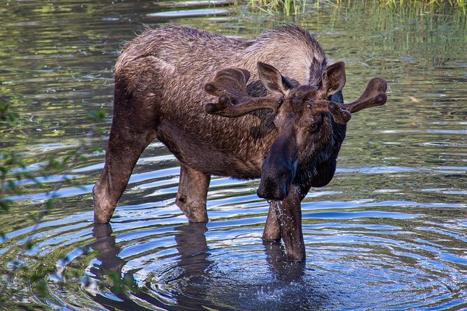 Seward to Anchorage- Post Cruise Curated Wildlife Tour Transfer - Scenic Stops and Photo Opportunities