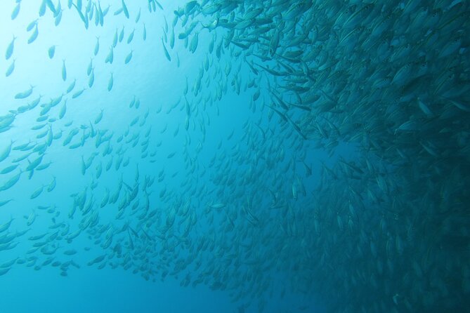 Shared Diving Experience in Sail Rock - Dive Sites at Sail Rock