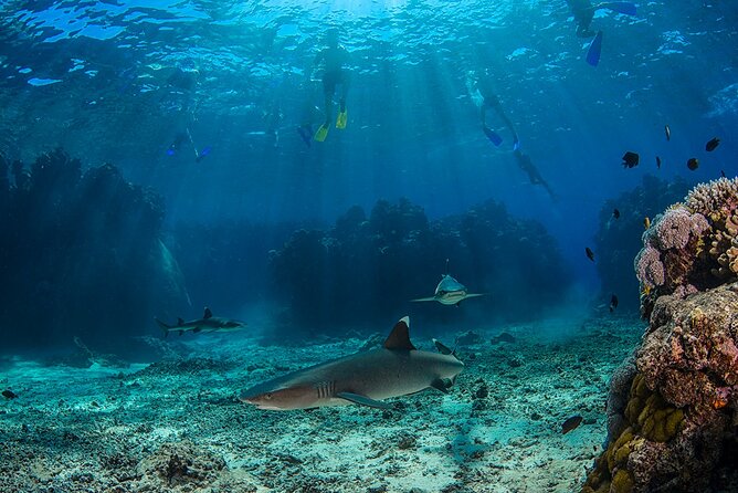 Short & Shark Package -3 Days 2 Night - Booking and Contact Information