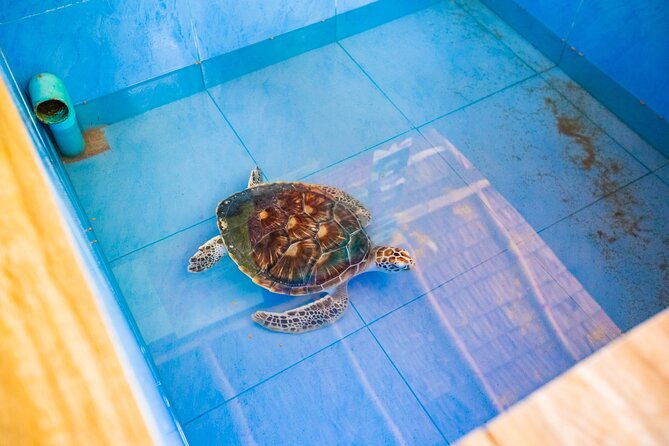 Similan Islands Snorkeling Tour By Speed Catamaran From Khao Lak - Common Questions