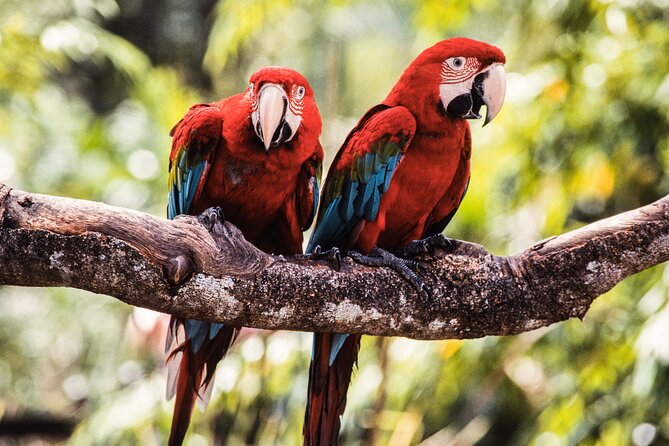 Singapore Bird Paradise & Zoo Full Day (Ticket & Transfer ) - Common Questions