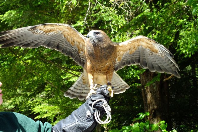 Sitka Tour: Raptor Center, Fortress of the Bears, Totems - The Sum Up