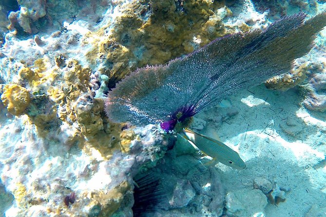 SkyReef Cozumel Snorkel & Tequila Tasting - Common Questions