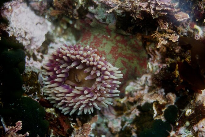 Small-Group 3-Hour Snorkeling Tour of Sitka Sound - Important Reminders