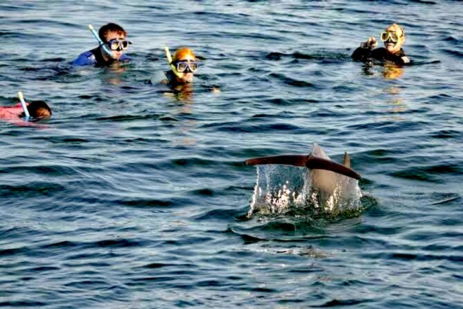 Small Group 4-Hour Observation and Swimming With Wild Dolphin - Directions
