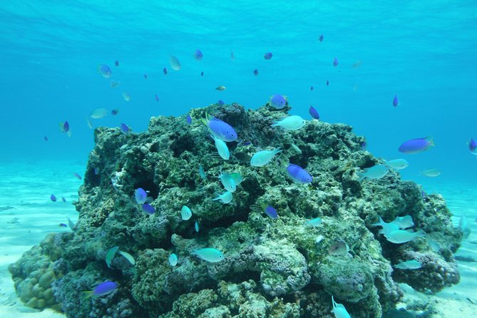 Small-Group Afternoon Snorkeling Tour of The Aquarium, Tahiti - Customer Reviews and Testimonials