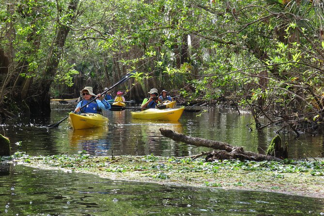 Small Group Blackwater Creek Scenic River Kayak Tour With Lunch - The Sum Up
