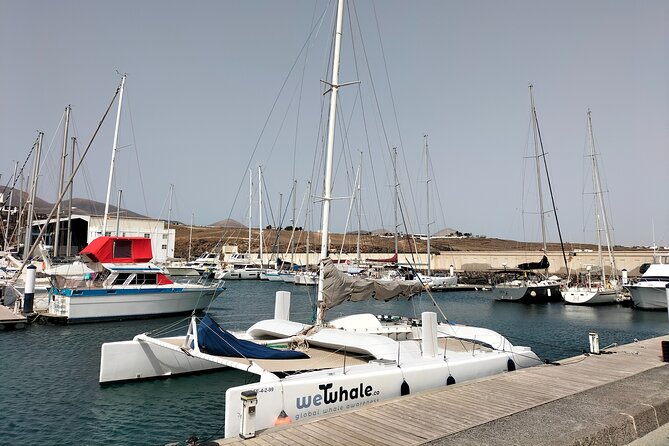 Small Group Dolphin Sunset Tour on Electric Catamaran Lanzarote - Common Questions
