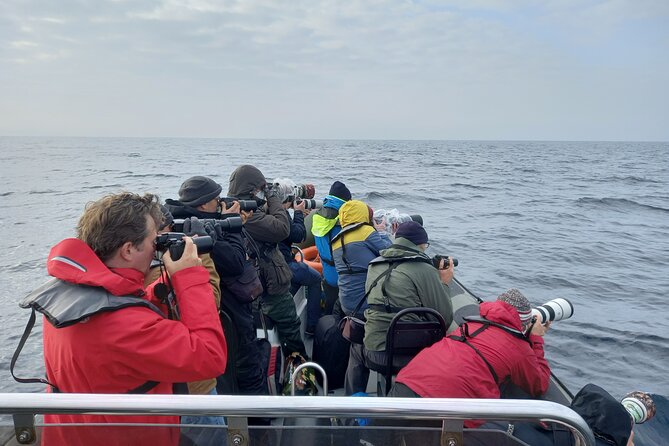 Small-Group Dolphin Watching in Lisbon - Booking and Communication Details