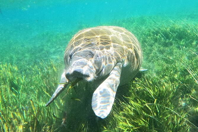 Small Group Manatee Snorkel Tour With In-Water Guide and Photographer - The Sum Up