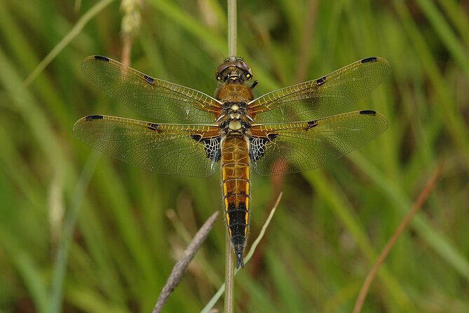 Small-Group New Forest Discovery Walk From Lyndhurst - Common Questions