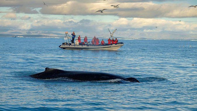 Small-Group Reykjavik RIB Whale Watching Cruise - Common Questions
