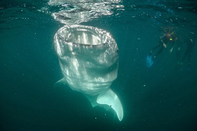 Small Group Whale Shark Snorkeling in La Paz BCS MX - The Sum Up