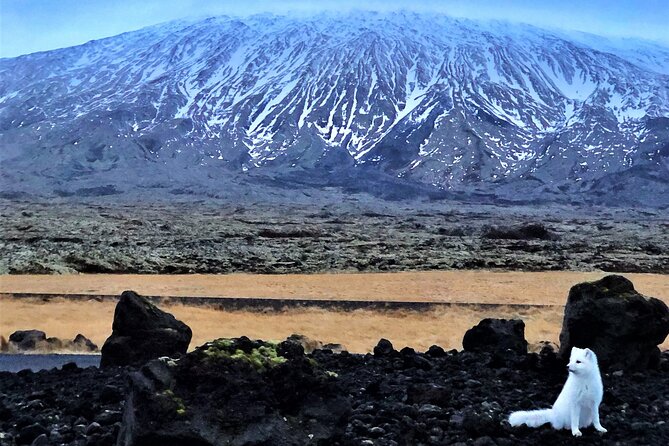 Snaefellsnes Peninsula & Kirkjufell Mountain Full Day Tour From Reykjavik - The Sum Up