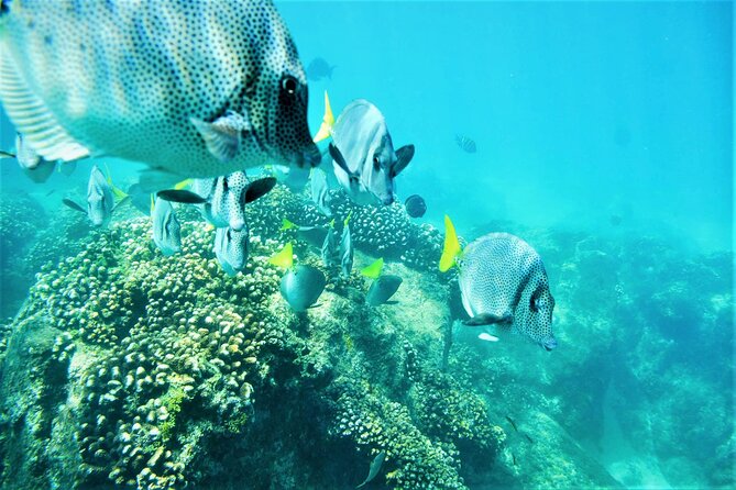 Snorkel Adventure Through the Sea of Cortez - The Sum Up