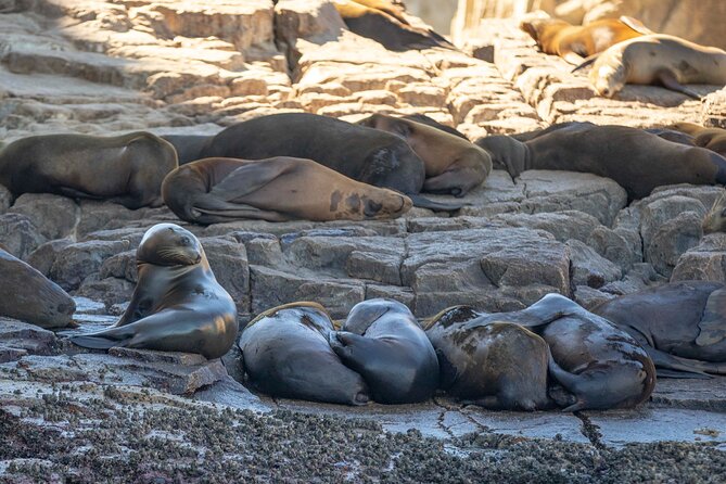 Snorkel Tour to Pelican Rock by Glass-Bottom Boat With Souvenir Photos - The Sum Up