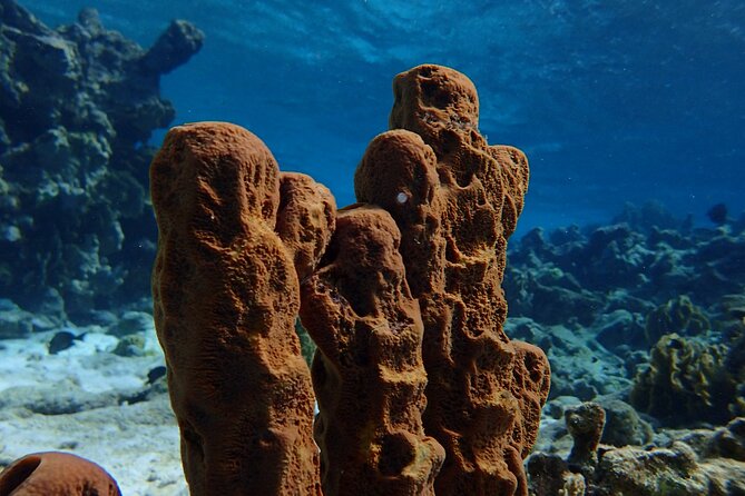 Snorkel With Sea Scooters at Mangel Halto Aruba - Group Tour - Tour Details