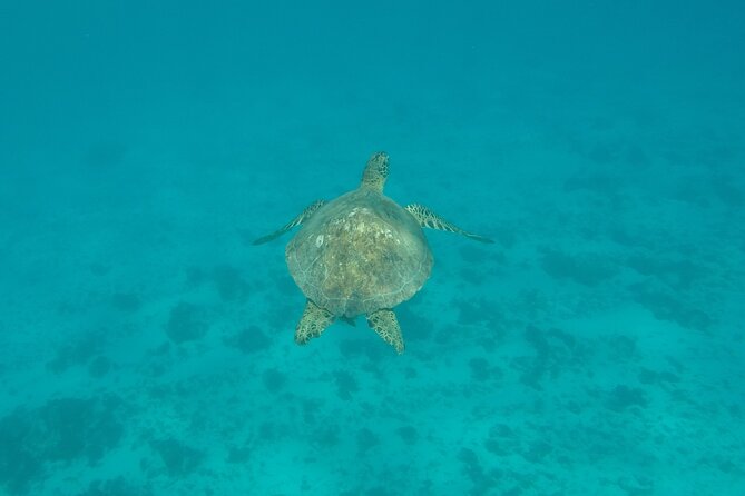 Snorkeling Excursion and Encounter With Marine Fauna in Moorea - Common Questions