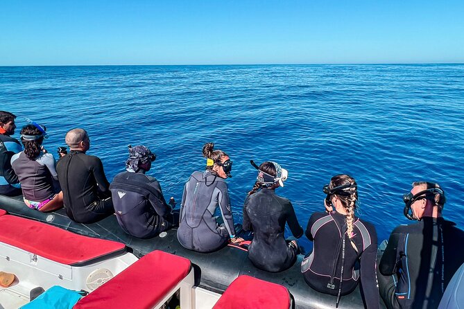 Snorkeling Open Ocean Wildlife Safari in Los Cabos With Photos Included - Affordable Pricing and Value for Money