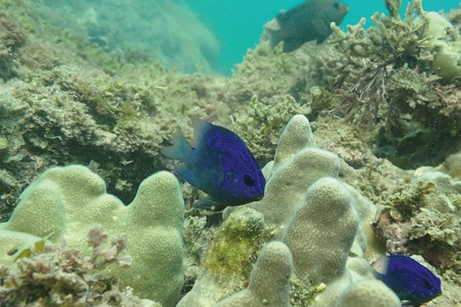 Snorkeling San Carlos With a Marine Biologist - Safety and Weather Considerations