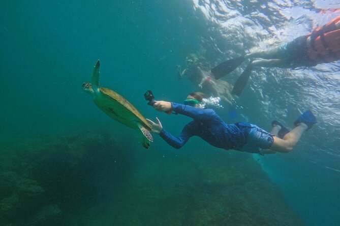 Snorkeling With Turtles in Fujairah With BBQ Lunch - The Sum Up
