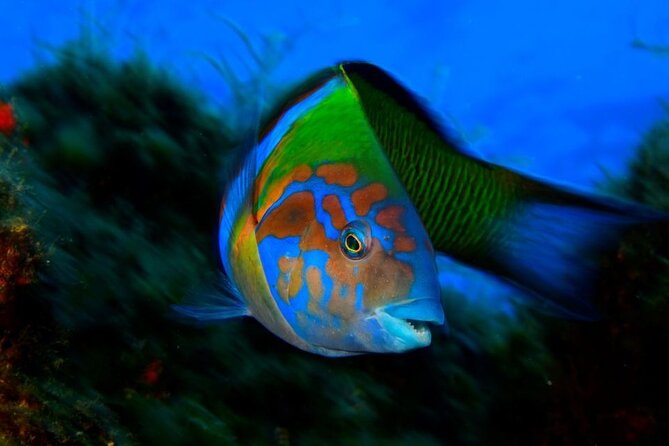 Snorkelling Trip Marine Reserve of Garajau - Important Information and Cancellation Policy