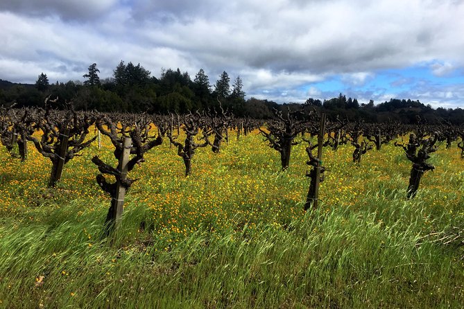 Sonoma & Healdsburg Wine Tours - The Sum Up