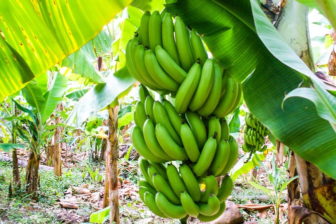 Soufriere Island Delight - Accommodation Options