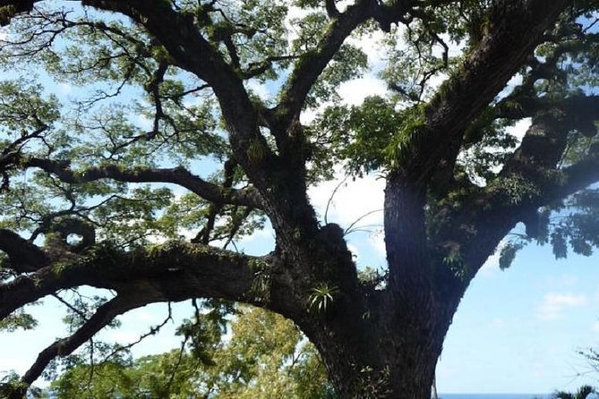 St. Kitts Tour, Brimstone Hill Fortress National Park Option  - St Kitts - Organizational Issues