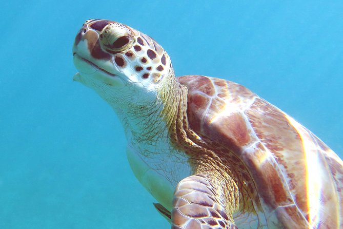 St Thomas Kayak and Sea Turtle Snorkel Excursion - Cancellation Policy and Refunds