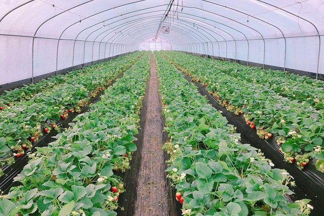 Strawberry PickingJam MakingNami IslandGarden of Morning Calm Lighting Fest - Must-See Attractions on Nami Island