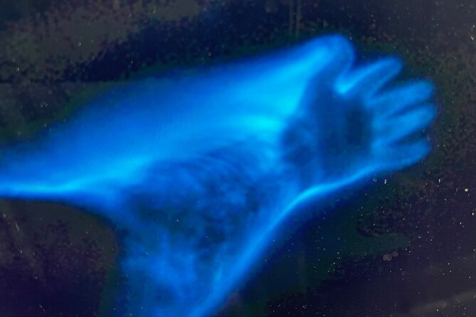 Sunset Bioluminescent Comb Jelly & Dolphin Tour - Common Questions