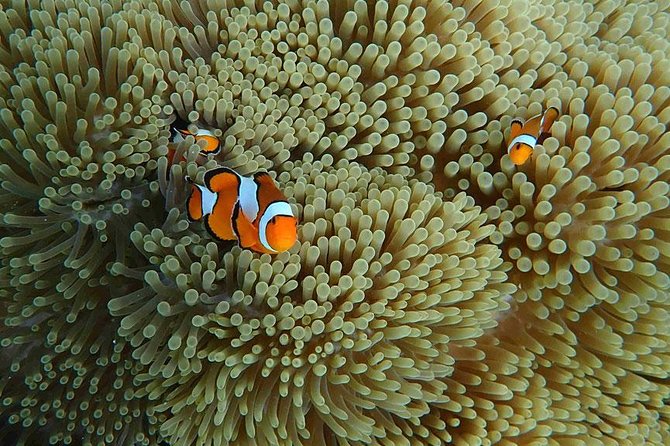 Surin Islands 3 Days 2 Nights Trip From Phuket - Common Questions