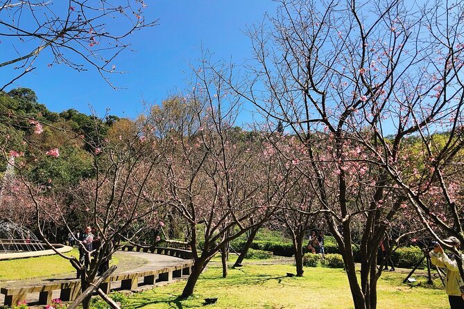Taipei Cherry Blossom Day Tour - Booking and Cancellation Policy