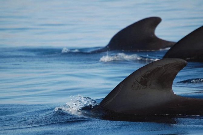 Tenerife Private Half-Day Sailing and Dolphin-Watching Tour - The Sum Up