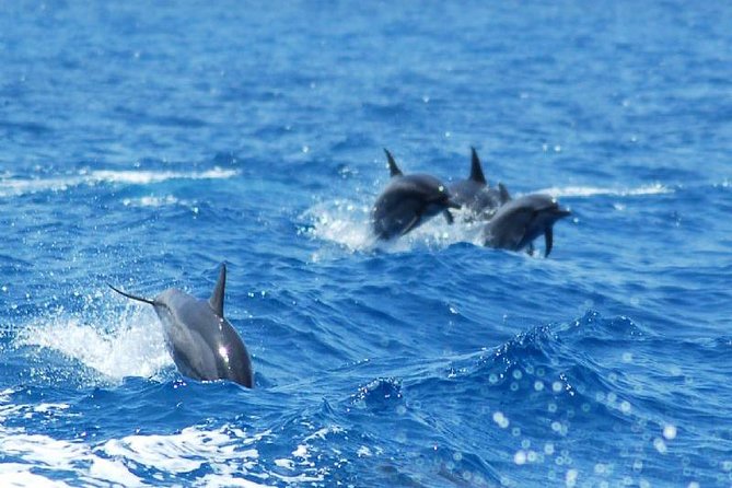The Key West Dolphin & Snorkel Experience - The Sum Up