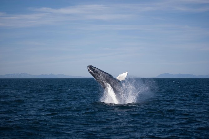 The Original Classic Whale Watching From Reykjavik - Positive Feedback and Challenging Weather