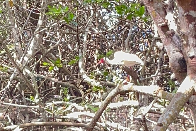Tierra Verde Private Mangrove Tunnels Kayak Tour Near St. Pete  - St Petersburg - Testimonials
