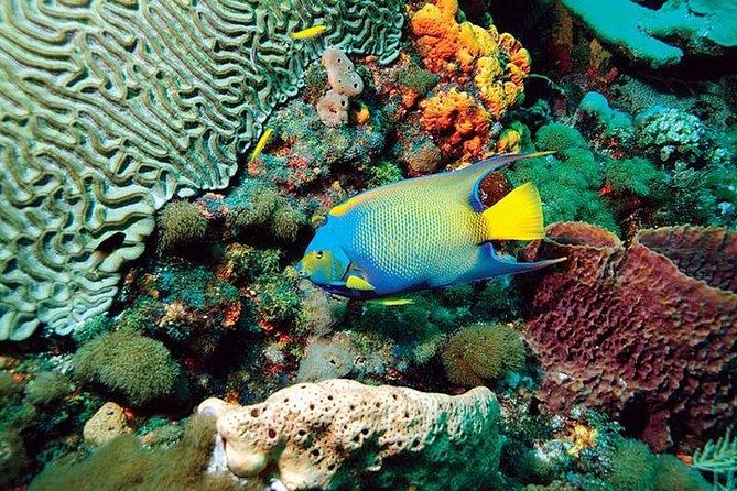 Tobago Buccoo Reef Glass Bottom Boat Tour - Common Questions