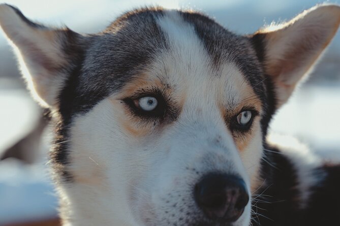 Tromso Guided Dogsledding Adventure - The Sum Up