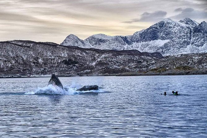 Tromso Oceanic Ballet: Orca Odyssey & Majestic Marine Ensemble - Viator Whale Watching Tour Details