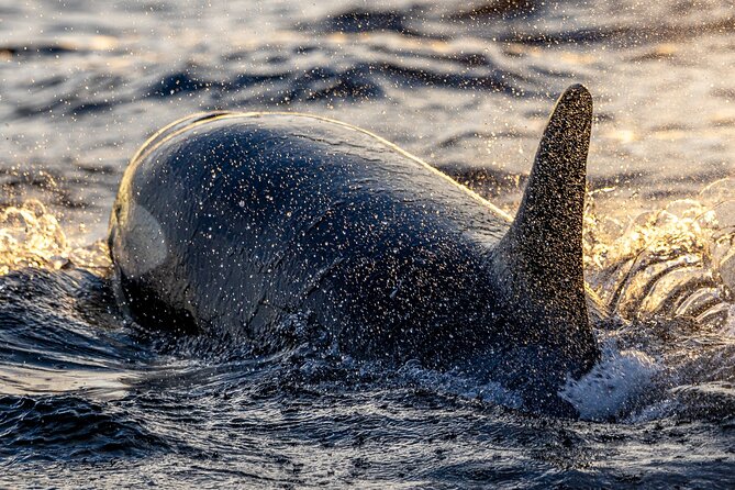 Tromsø: Skjervøy RIB Whale Watching Tour With Drinks & Snack - Contact Information and Pricing Details