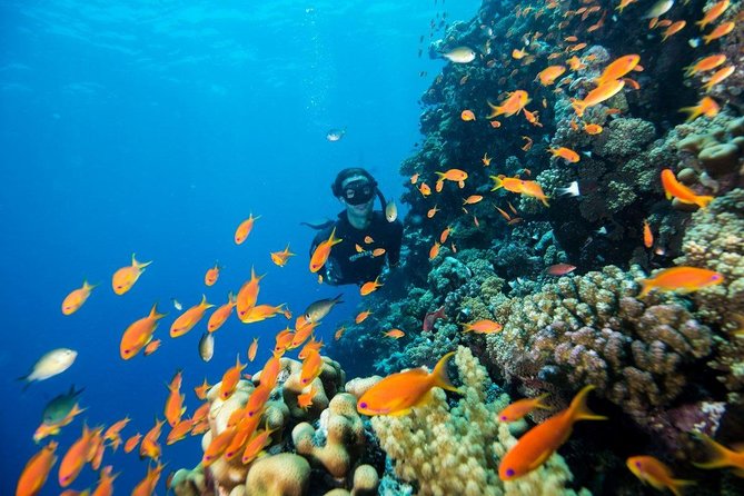 Try Scuba Dive (Baptism of the Sea) - The Sum Up
