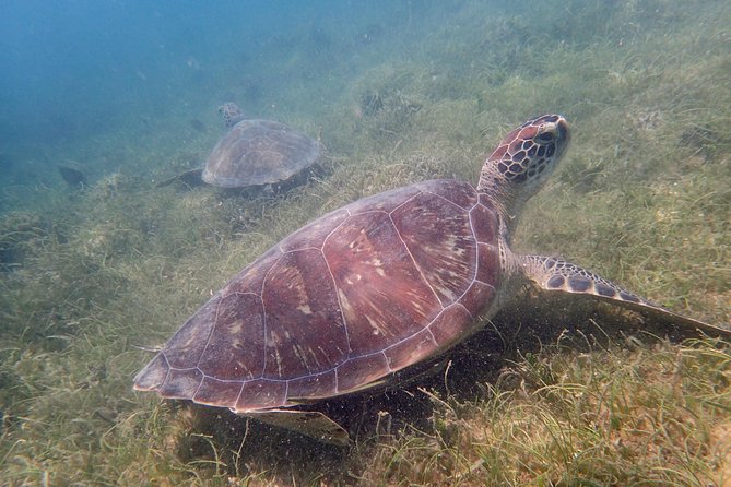 Turtle Beach Power Snorkeling Adventure - Common Questions