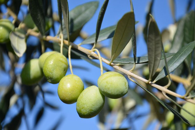 Tuscan Winery Tour and Wine Tasting  - Montecatini Terme - Local Wineries With Beautiful Views