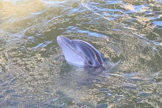 Two Hour Large Group Dolphin Tour - Questions and Assistance