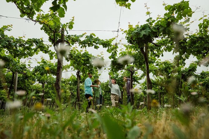 TXAKOLI Vineyards HIKE, ZUMAIA and GETARIA - Private Outdoor & Gastronomic Tour - The Sum Up