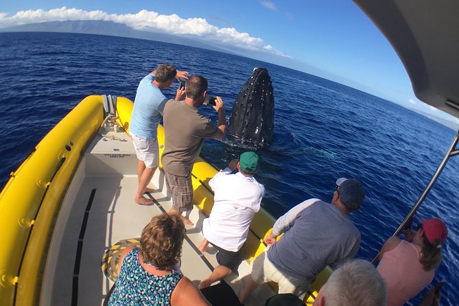 Ultimate 2 Hour Exclusive VIP Whale Watch Tour - Exciting Encounters